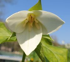 Trillium erectum flexipes